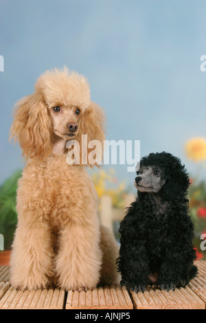 Silver miniature poodle shops puppy