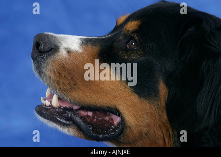 Bernese Mountain Dog side profile Berner Sennenhund seitlich Profil Stock Photo