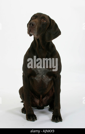 German Shorthaired Pointer Deutsch Kurzhaar Deutscher Kurzhaariger Vorstehhund Stock Photo