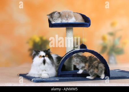 Persian Cat with kittens 6 weeks Perserkatze mit Kaetzchen 6 Wochen an Katzenbaum freistellbar Stock Photo