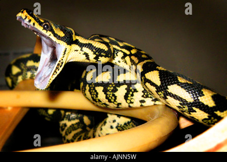 Black and yellow jungle python with its fangs out and mouth open wide on a hanging rack, deadly venomous snake Stock Photo