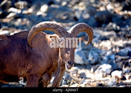 Aoudad African animal close up with large horns Stock Photo