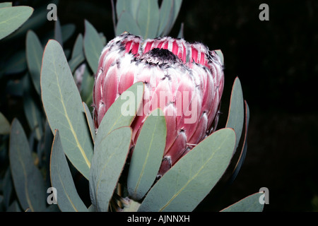 Oleander-leaved Protea/ Long leaved Sugarbush - Protea neriifolia -Family Proteaceae Stock Photo