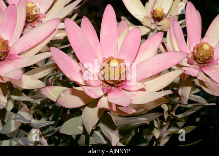 Spicy Conebush male flower - Leucadendron tinctum-Rare in wild Stock Photo