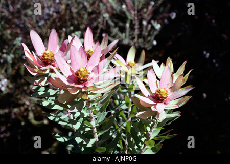 Spicy Conebush male flower - Leucadendron tinctum- Rare in wild Stock Photo