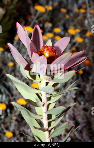 Spicy Conebush male flower  showing details of centre cone- Leucadendron tinctum- Rare in wild Stock Photo