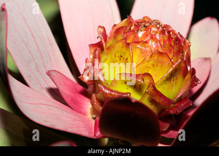 Spicy Conebush male flower  showing details of centre cone- Leucadendron tinctum- Rare in wild Stock Photo
