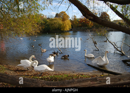 Swans on River Thames in autumn, Windsor, Berkshire, England, United Kingdom Stock Photo