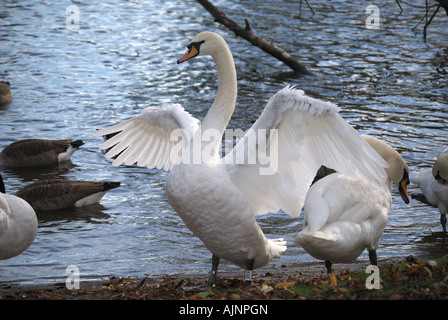 Mute swans on River Thames, Windsor, Berkshire, England, United Kingdom Stock Photo