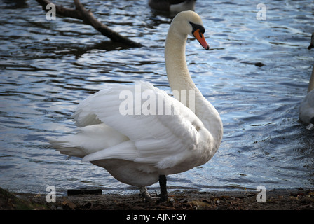 Mute swan on River Thames, Windsor, Berkshire, England, United Kingdom Stock Photo