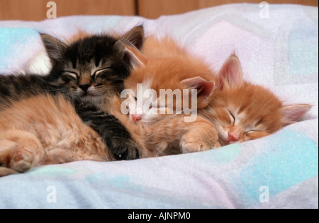 Norwegian Forest Cat kittens 6 weeks cushion pillow Stock Photo