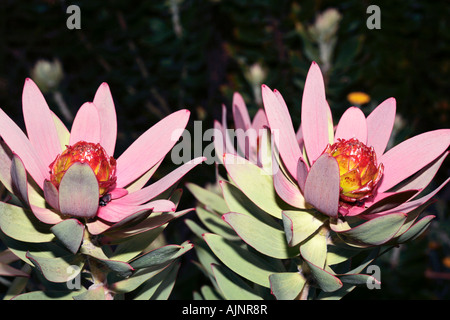 Spicy Conebush male flowers showing details of centre cone- Leucadendron tinctum-Rare in wild Stock Photo