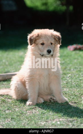 Sheeppoodle puppy 9 weeks Old German Shepherd Stock Photo