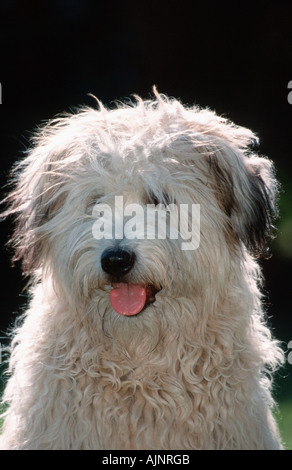 Old German Shepherd Sheeppoodle Stock Photo