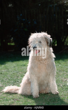Old German Shepherd Sheeppoodle Stock Photo