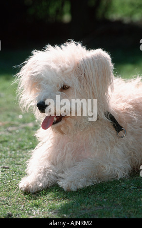 Old German Shepherd Sheeppoodle Stock Photo