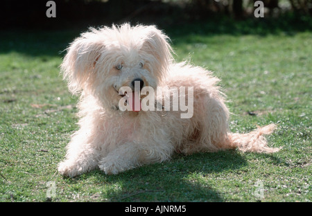 Old German Shepherd Sheeppoodle Stock Photo