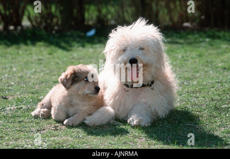 Sheeppoodle with puppy 9 weeks Old German Shepherd Dog Stock Photo