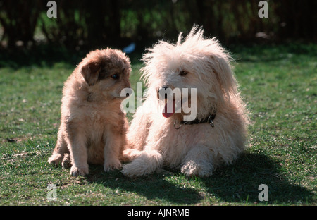 Sheeppoodle with puppy 9 weeks Old German Shepherd Dog Stock Photo