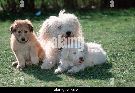 Sheeppoodle with puppies 9 weeks Old German Shepherd Dog Stock Photo