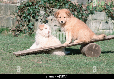 Sheeppoodle puppies 9 weeks on seesaw Old German Shepherd Dog Stock Photo