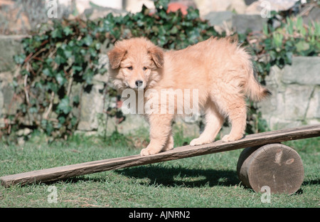 Sheeppoodle puppy 9 weeks on seesaw Old German Shepherd Dog Stock Photo