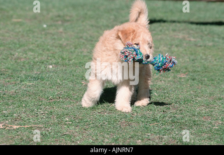 Sheeppoodle puppy 9 weeks with toy Old German Shepherd Dog Stock Photo