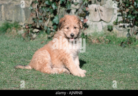 Sheeppoodle puppy 9 weeks Old German Shepherd Dog Stock Photo