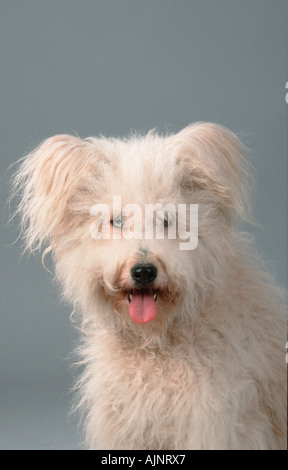 Old German Shepherd Dog Sheeppoodle Stock Photo