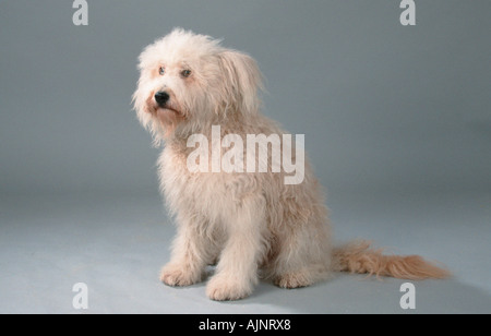 Old German Shepherd Dog Sheeppoodle Stock Photo