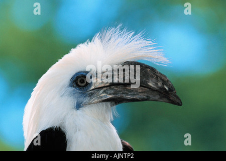 White crowned Hornbill Aceros comatus Stock Photo