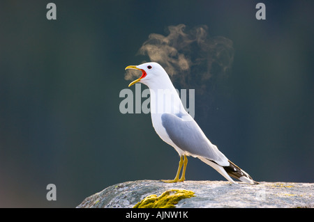 Vocalising common gull Stock Photo