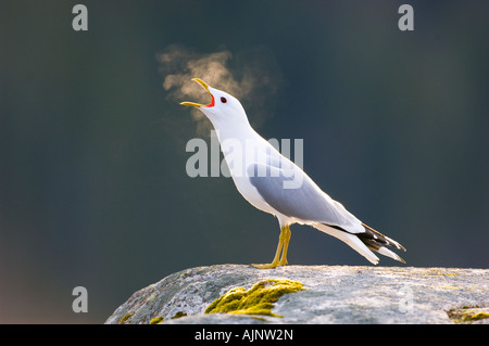 Vocalising common gull Stock Photo