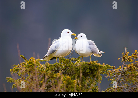 Common gulls perched in Norway spruce Stock Photo