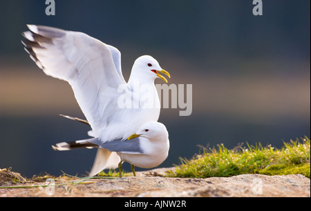 Common gulls mating Stock Photo