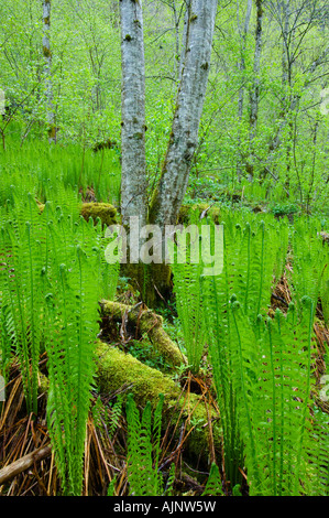 Ostrich plume fern in a Norwegian scree forest Stock Photo