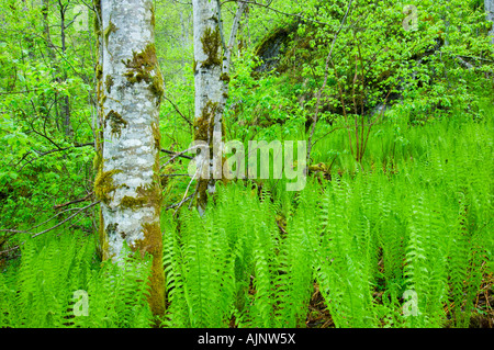 Ostrich plume fern in a Norwegian scree forest Stock Photo