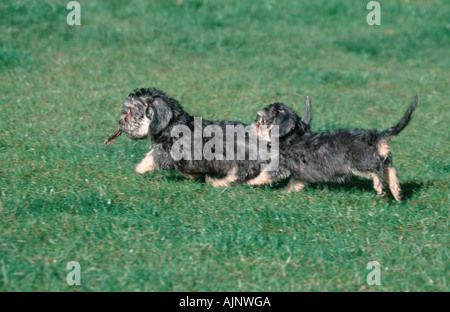 Dandie Dinmont Terrier puppies 11 weeks Stock Photo