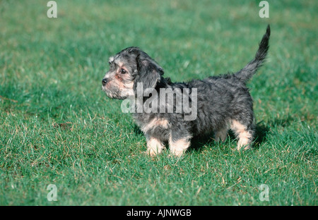 Dandie Dinmont Terrier puppy 11 weeks Stock Photo