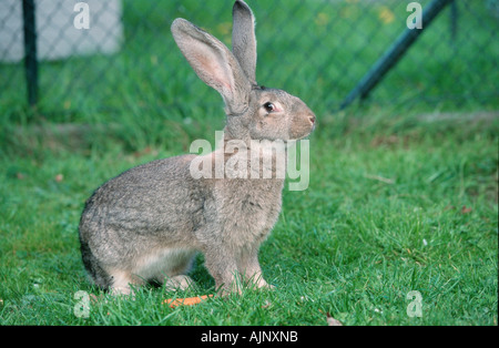 Giant rabbit, Germany Stock Photo - Alamy