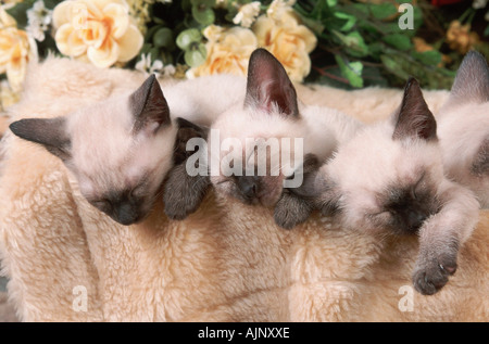Classic Siamese Cats kittens 9 weeks Stock Photo