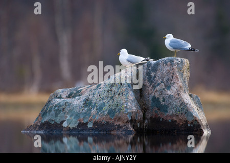 Common gulls perched on rock in a lake Stock Photo