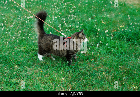 Norwegian Forest Cat on leash
