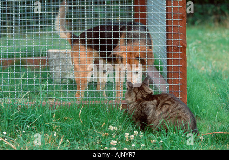 Norwegian Forest Cat looking at Mixed Breed Dog in kennel Stock Photo