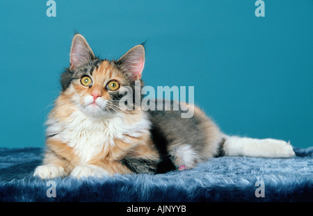 Norwegian Forest Cat silver tortie white Stock Photo