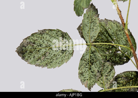 Raspberry rust Phragmidium rubi idaei on raspberry leaf Stock Photo