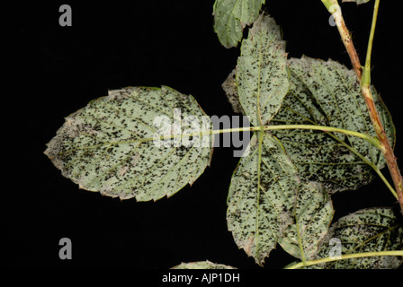 Raspberry rust Phragmidium rubi idaei on raspberry leaf Stock Photo