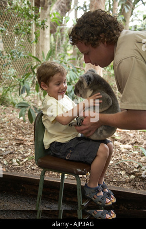 Young boy child being handed a Koala bear in Lone Pine Koala Sanctuary wildlife reserve zoo Brisbane Queensland QLD Australia Stock Photo