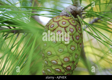 Pine tree in Kefalonia, Greece Stock Photo