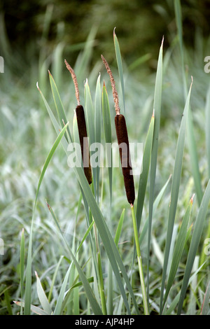 Bulrush or Cattail, Typha latifolia, Typhaceae Stock Photo